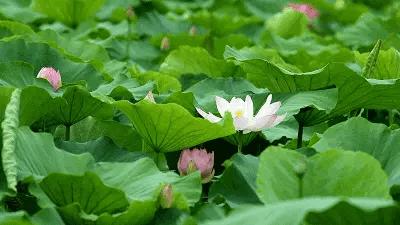 听,夜莺一直在歌唱(十四)