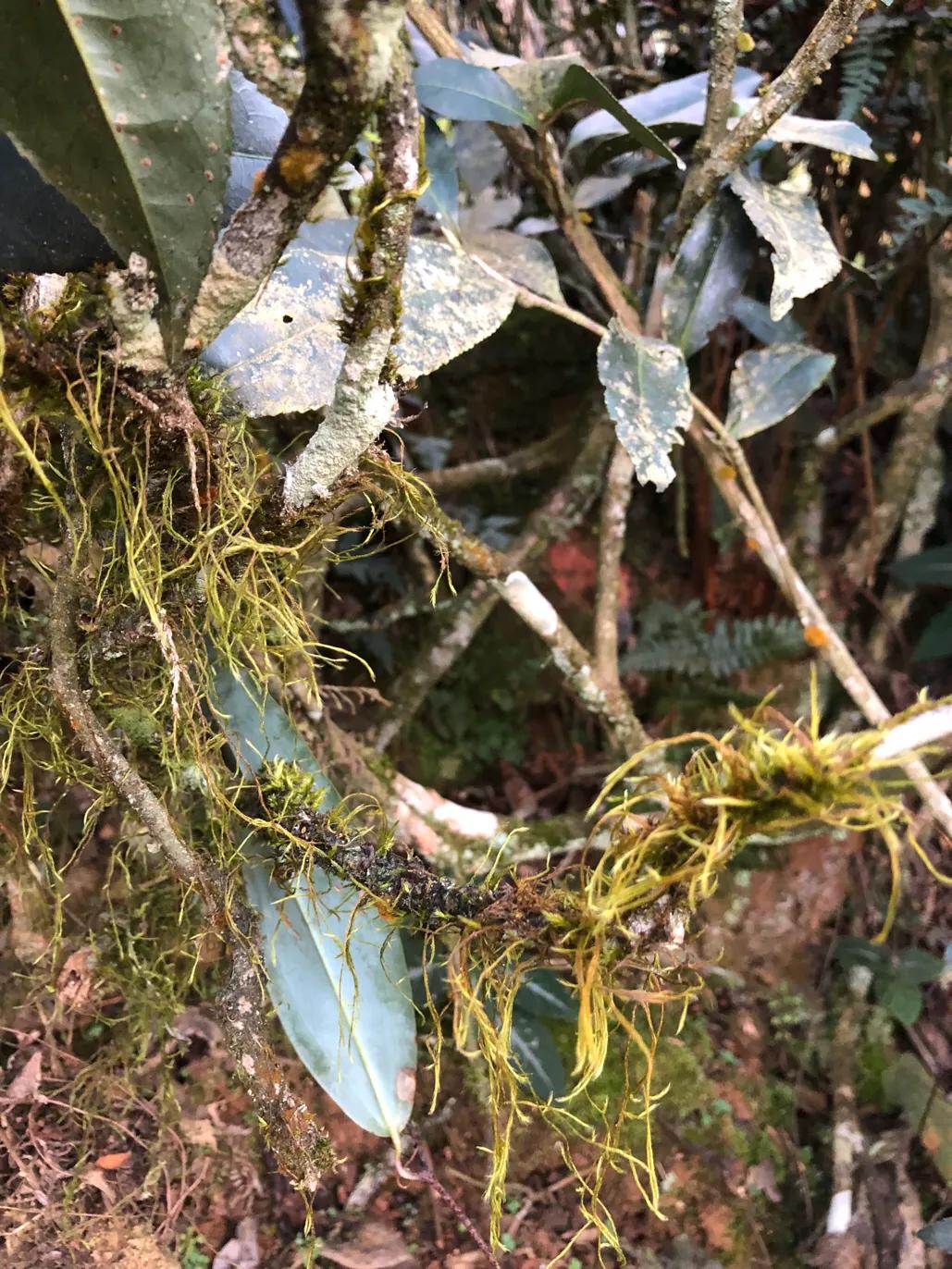 武夷水仙简介,武夷水仙产品介绍