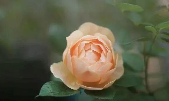 玫瑰花有哪些品种,玫瑰花有哪些品种大全