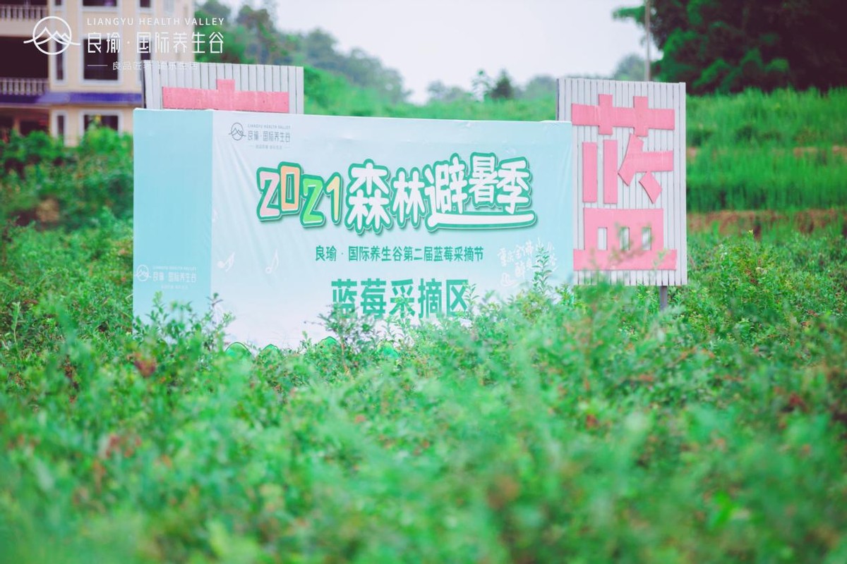 收获趣爽夏日！养生谷第二届蓝莓采摘节完美落幕，避暑嗨玩就在养生谷