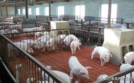 猪圆环病毒口诀,猪圆环病毒怎么预防