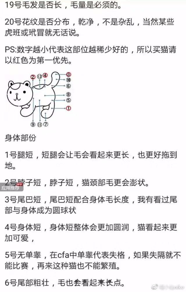 加菲猫品相怎么看,加菲是什么品相