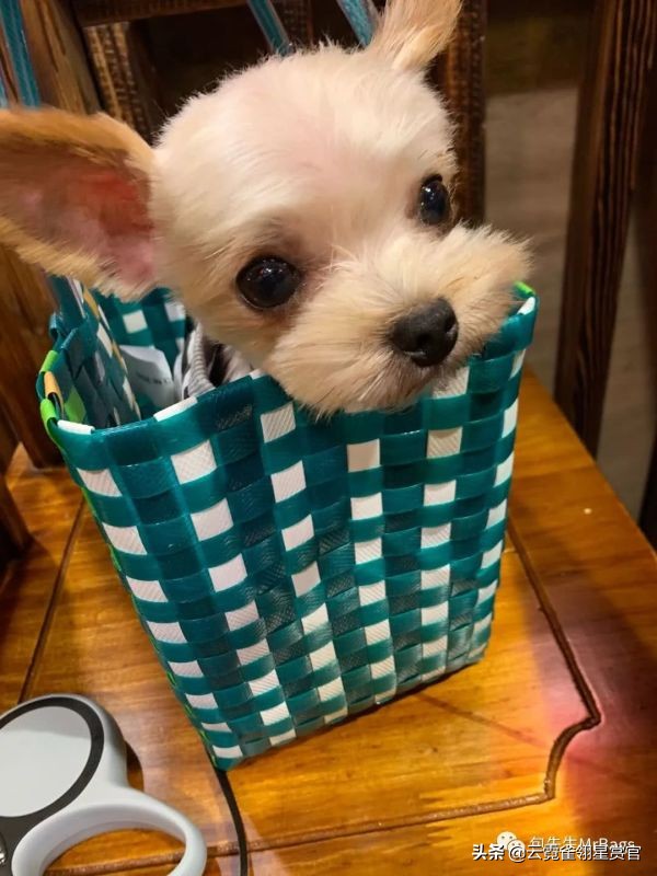 超好看的宠物包,好看又大的宠物包