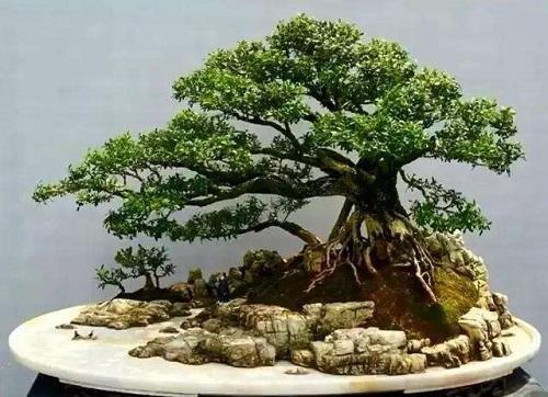 哪种黄杨木盆景最好最有价值,十大名贵黄杨树盆景