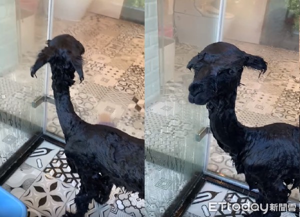 “毛澎羊驼”撞脸羊肉炉！洗澡崩坏片笑翻网：原来本尊这么瘦