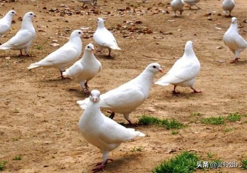 一只不到一斤重，市价60元一斤供不应求，养殖户：不养不知道