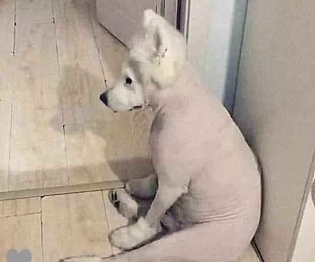 狗狗的毛被梳秃了还能长出来吗,狗狗的毛被理秃了