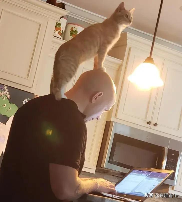 医生说我家猫很有性格,医生说我的猫有点傻