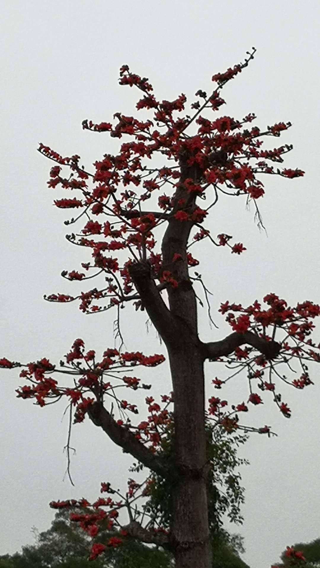 岭南的回南天,岭南雾天回南天