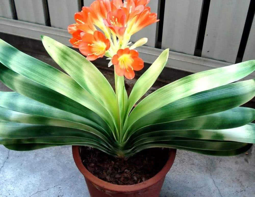 君子兰养护方法怎样让它开花,君子兰养法为什么君子兰不开花