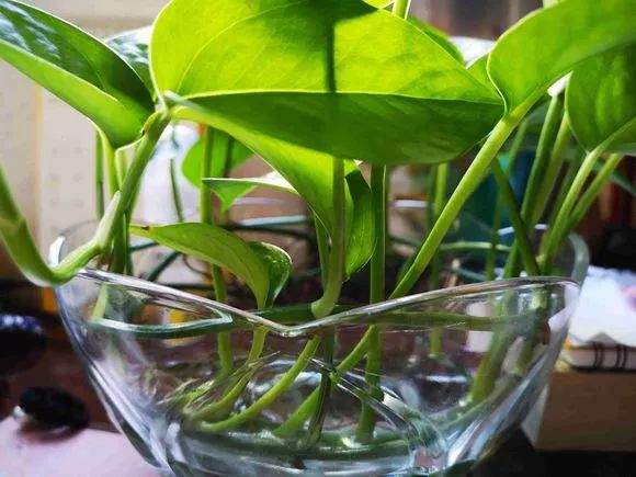 种花一年四季都能生根,冬天种花枝条多久生根