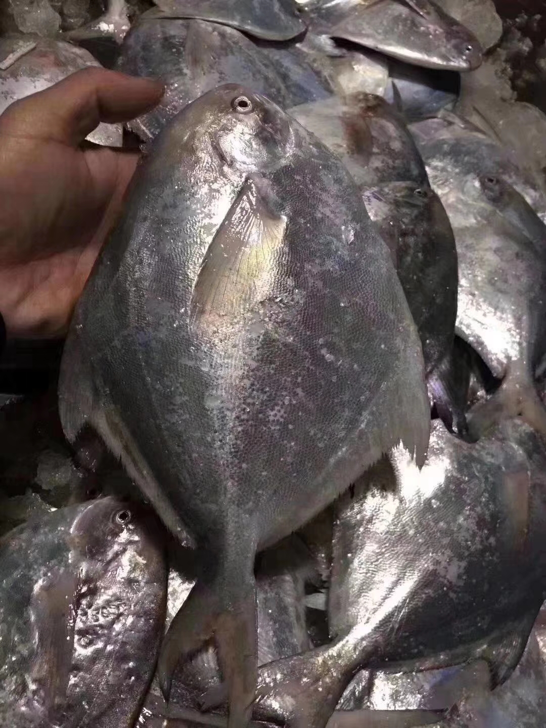 东海海鲜美食大全,家乡特色海鲜美食