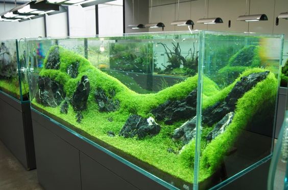 观赏鱼老是死是什么原因,怎么判断鱼有没有建立硝化系统