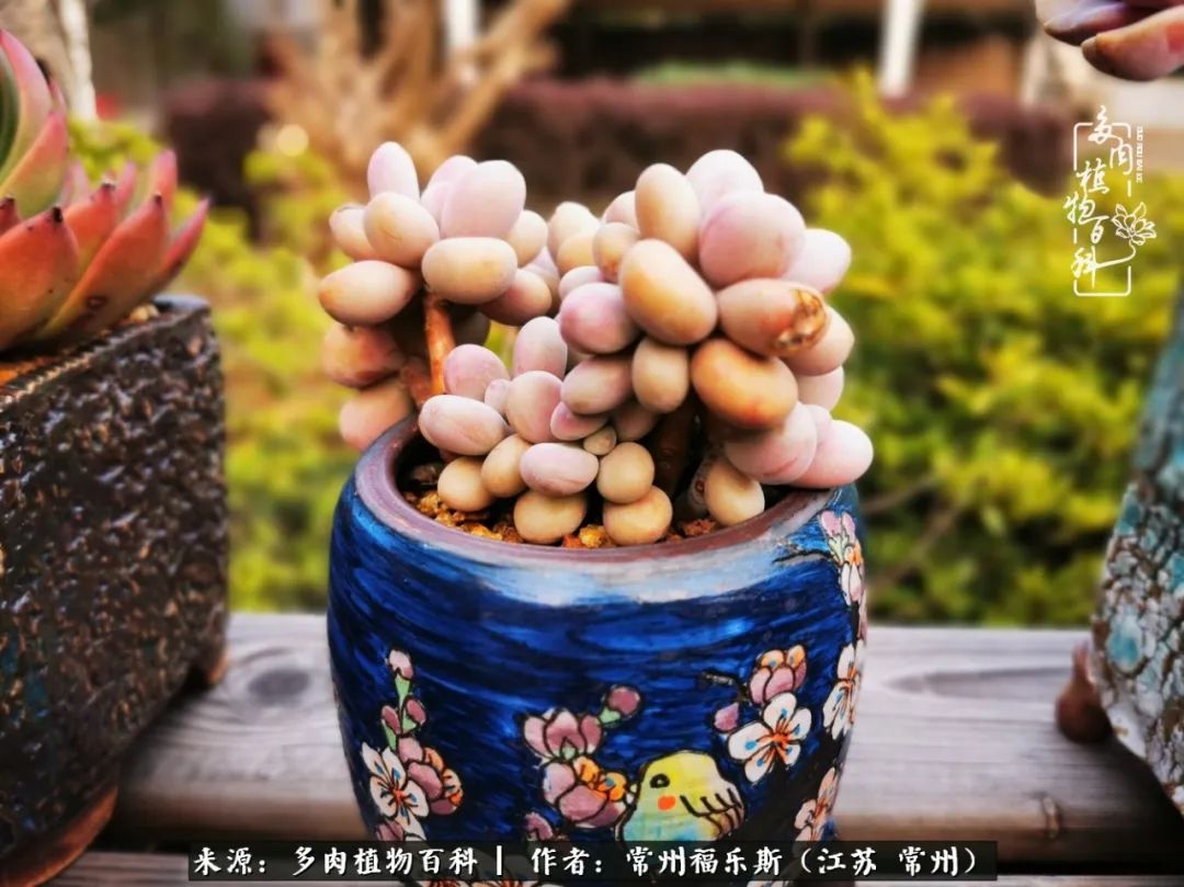 多肉是一处景物吗,多肉也有一道靓丽的风景