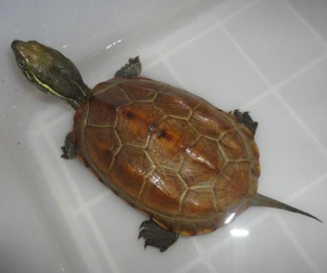 中华草龟该怎么养,养中华草龟成本和利润