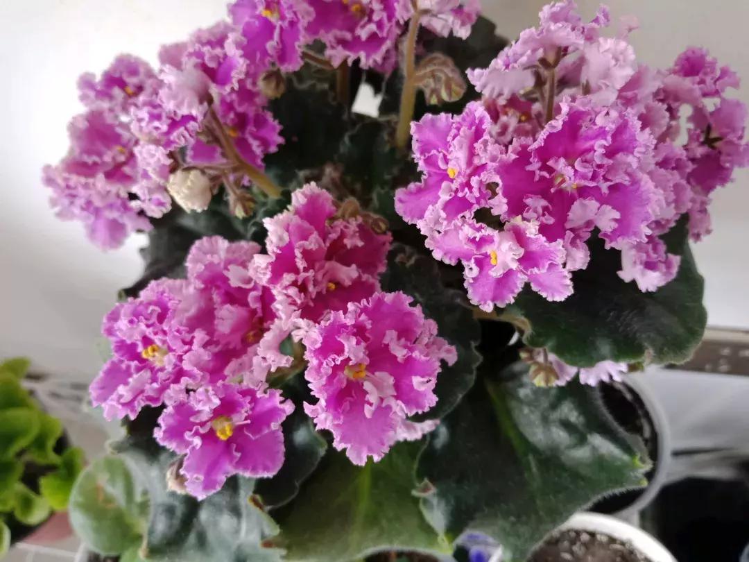 这6种花给点水就爆盆懒人必备,插枝最好养的四种花