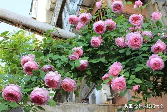 这十种爬藤花一开就是三年,3种极品爬藤花30天爬满庭院农村