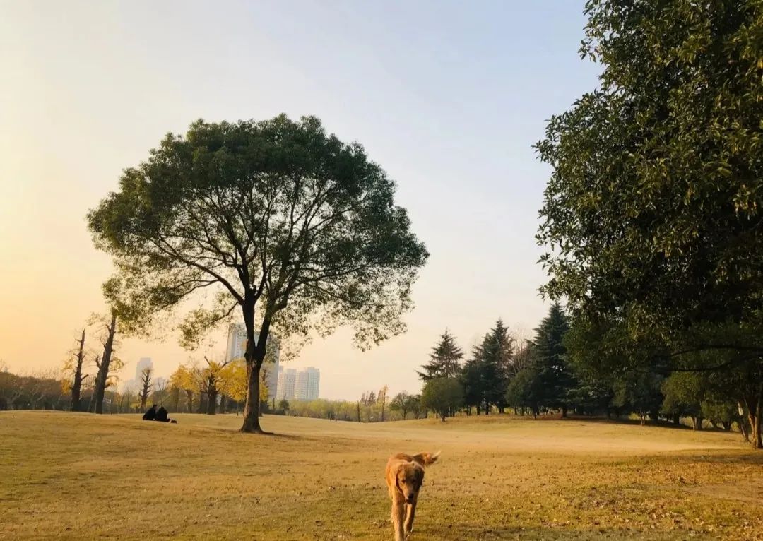 2022年上海遛狗圣地,2021上海遛狗圣地