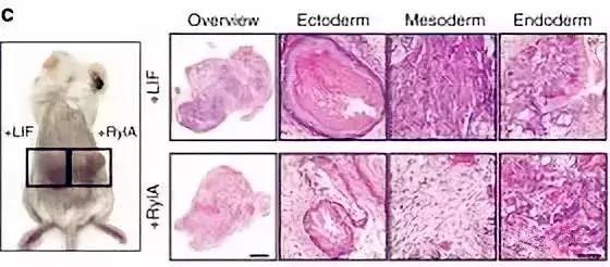 蜂王浆吃多了对身体有什么影响,蜂王浆吃多了对身体有害吗