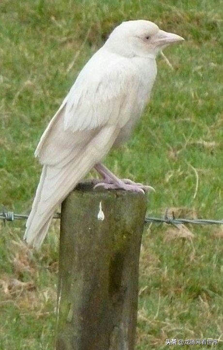 【龙腾网】讨论：中文“猪都会飞了”习语是“太阳从西边出来了”