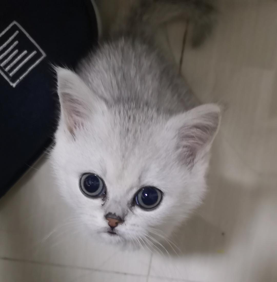 猫眼屎多是什么原因,猫眼屎多是猫粮原因吗