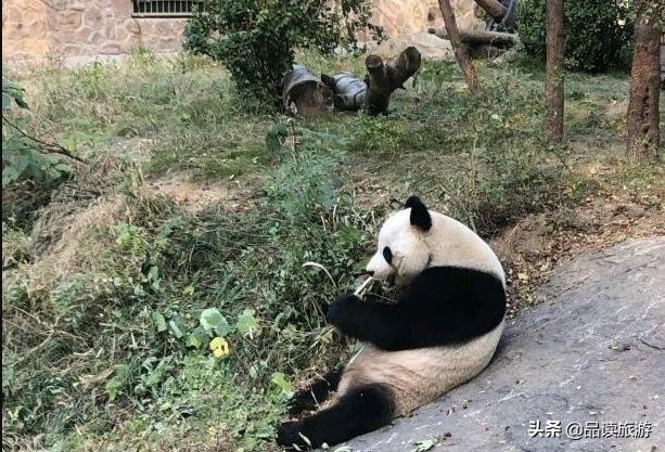 开了动物园,开了个动物园