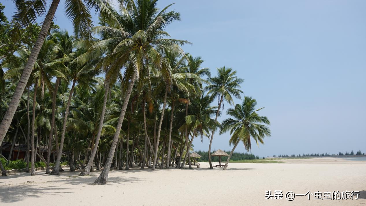海口东郊椰林,东郊椰林的椰风摇曳