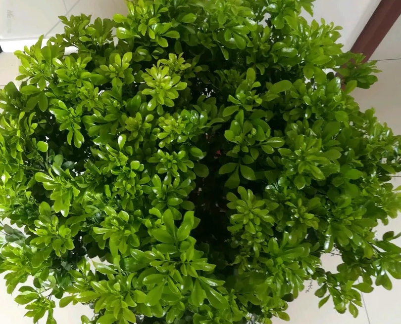 米兰花室内盆栽怎么养才能旺盛,室外盆栽米兰花怎么养才茂盛