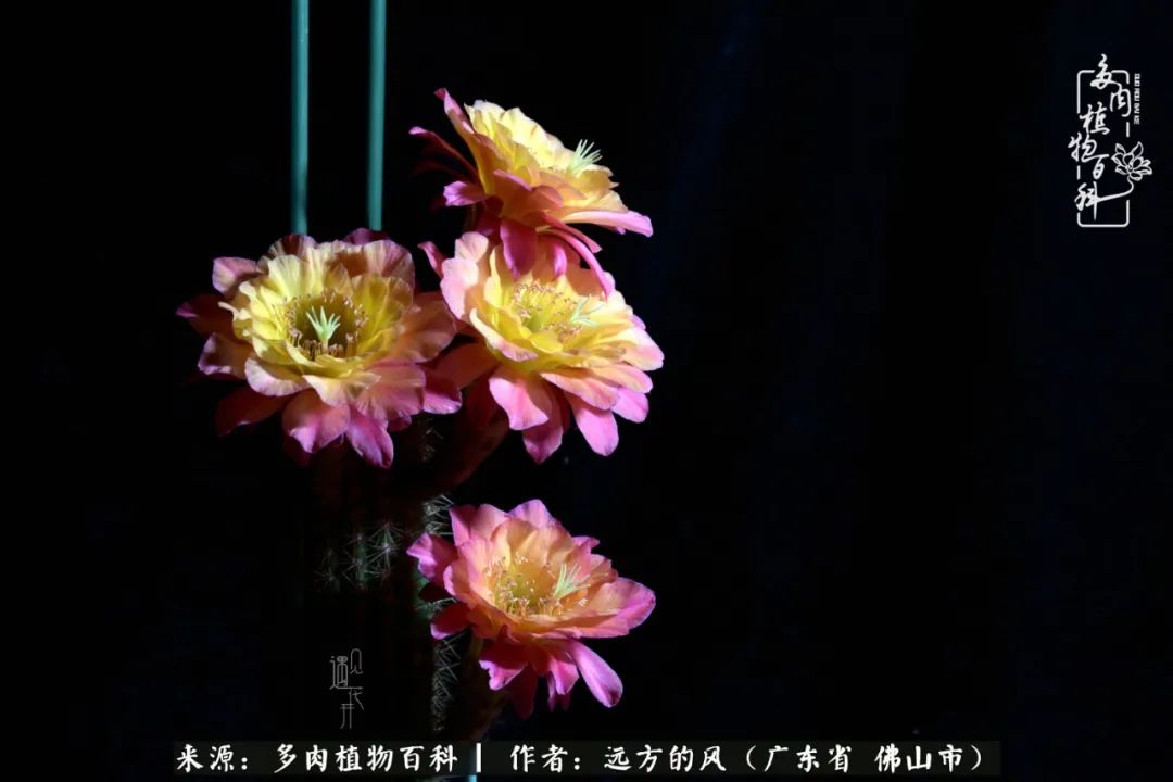 那些花儿在每个角落静静为你开着,那些花儿在每个角落静静地绽放