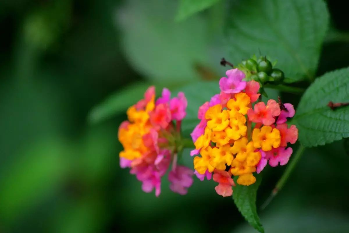 懒人花园植物,懒人花草100种