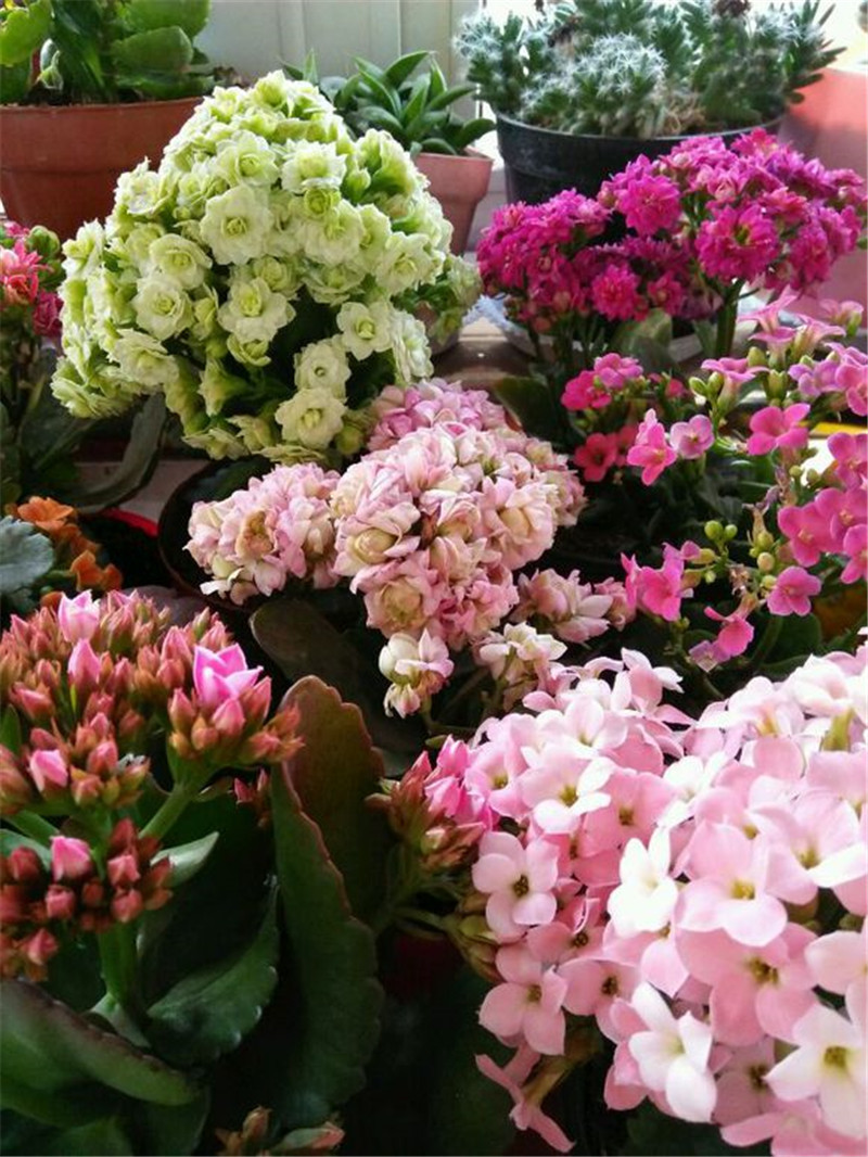 室内可以养的十大吉祥花,最好养的吉祥花有哪些