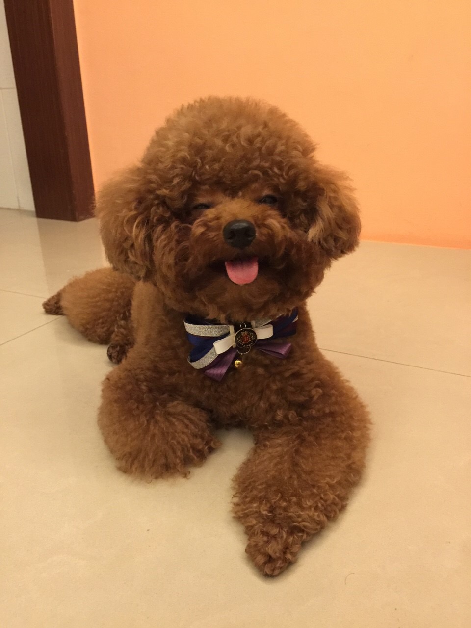 小体飞耳泰迪的缺点,泰迪狗狗的优点和缺点