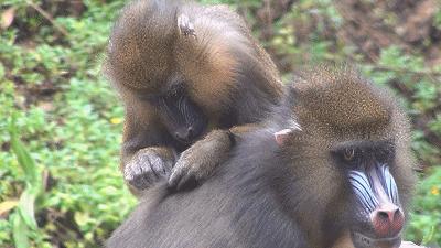 广州长隆儿童欢乐世界春节,广州长隆欢乐世界春游儿童玩什么