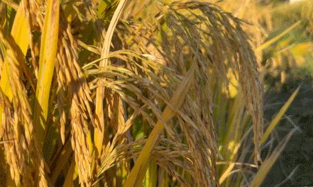 惠阳的稻田,惠阳稻田美景