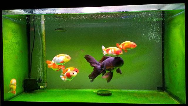 底滤鱼缸里的粪便是怎样被吸走的,上滤鱼缸有漂浮物和杂质怎么解决