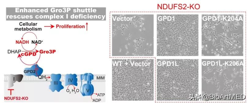 线粒体最新临床进展,线粒体最新治疗进展