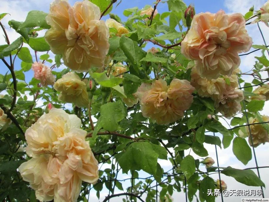 怦然心动月季,怦然心动月季秋季什么样