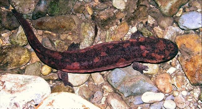 罕见野生娃娃鱼成功获救,野生娃娃鱼放生的危害