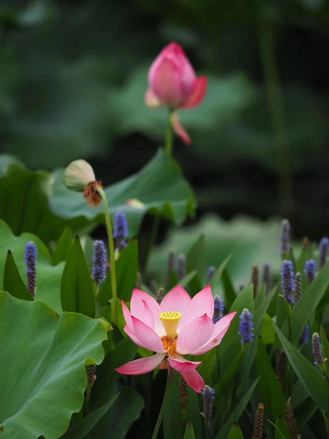 如何用一句话形容生产,怀孕到生产的辛苦与喜悦