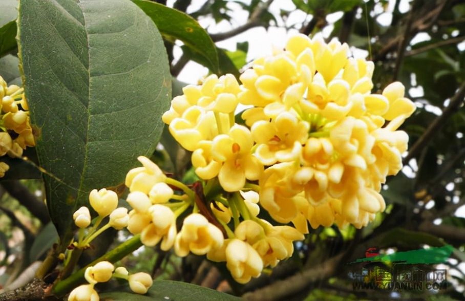 如何选择家中花卉植物盆栽,家庭常见的盆栽花卉的养护与管理