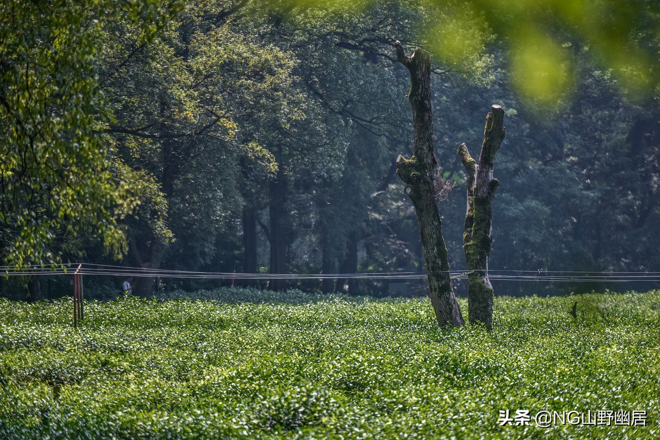 杭州九溪秋色最佳时间,杭州西湖九溪秋天几月份好看