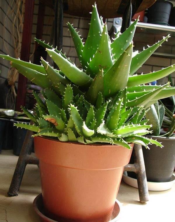 库拉索芦荟叶片长得很长却不肥厚,怎样才使盆栽芦荟叶子长得肥厚