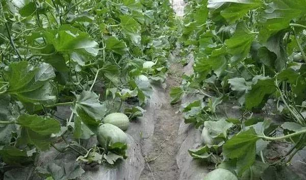 怎样种植香瓜产量高,香瓜种植管理技术与方法