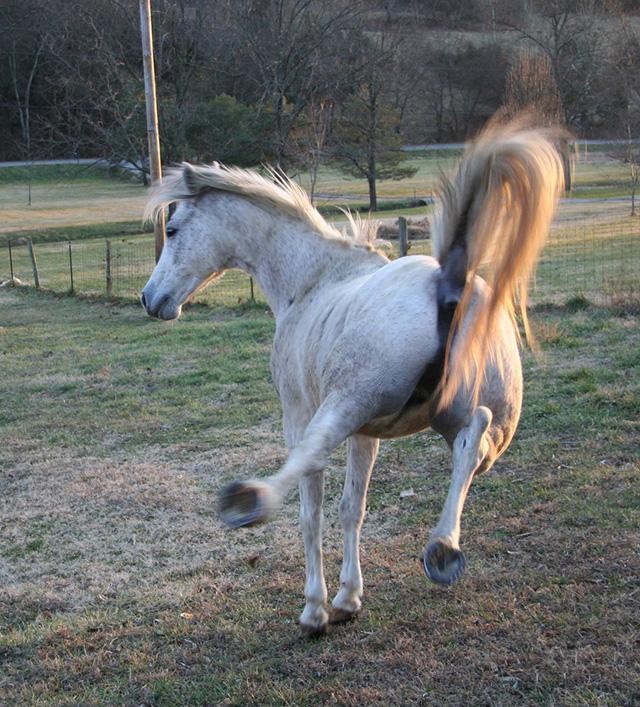 马踢一脚的力量有一锤重吗,马后腿踢一脚有多大的力量