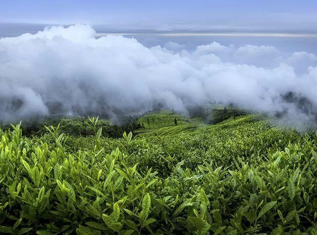 龙井茶和竹叶青茶哪个好,龙井茶和竹叶青茶哪个好喝