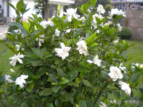 栀子花就是个醋坛子，7天喝一次白醋，花疯长爆满盆