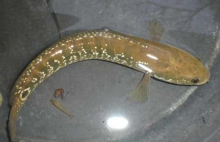 夜钓小河七星漂,夜钓小河沟用路亚