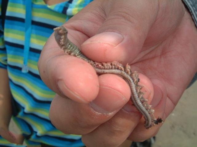 野钓各种鱼吃饵,新手野钓鱼食