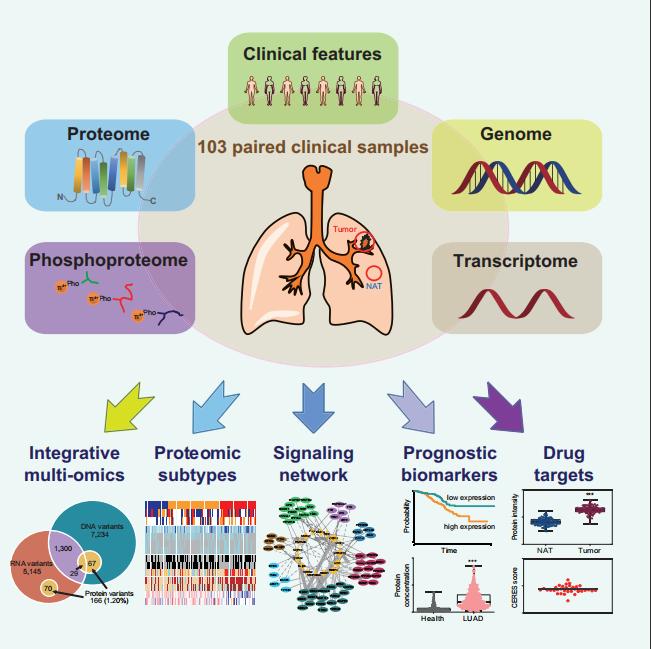 肺腺癌13个突变基因首次公布,肺腺癌细胞图