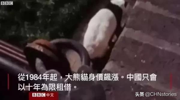 熊猫贝贝美国饲养员,海归大熊猫贝贝中国饲养员